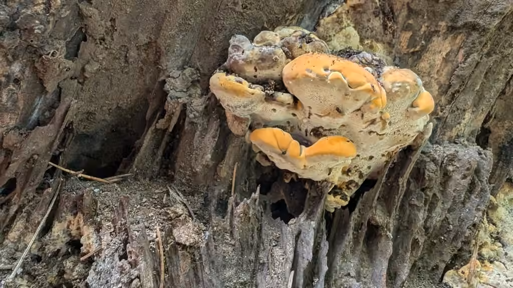Haplopore du frêne, photo 2 sur 5
