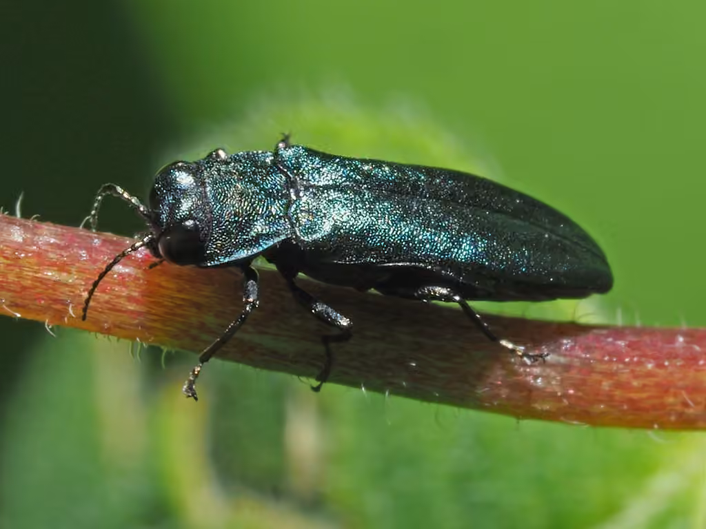 Bluish borer beetle, photo 3 of 5