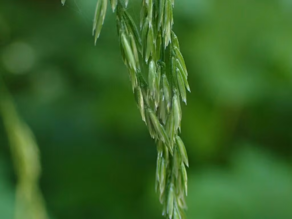 Drooping woodreed