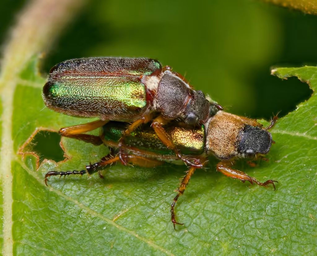 Lined Chafer, Adult