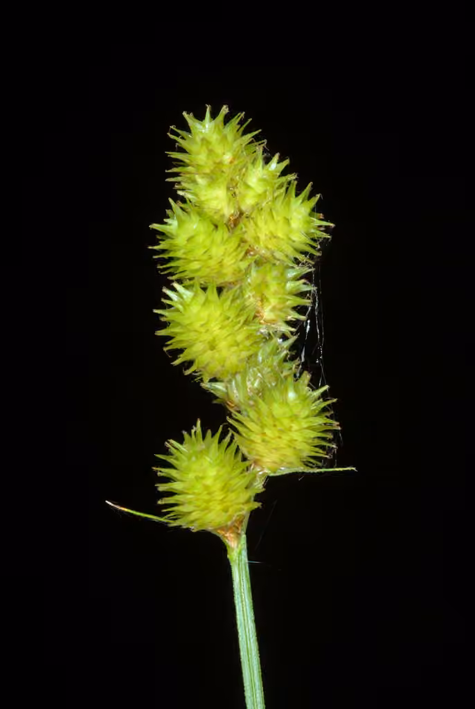 Carex accrêté, En fruits