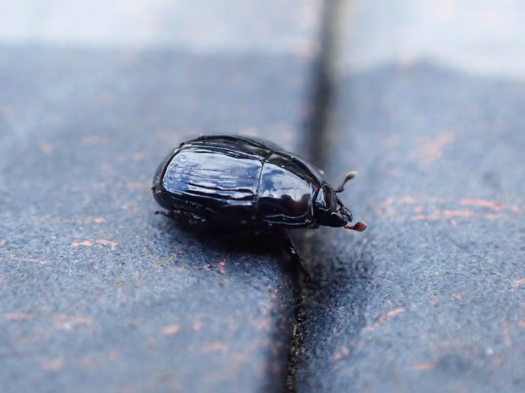Excrement clown beetle, photo 3 of 5