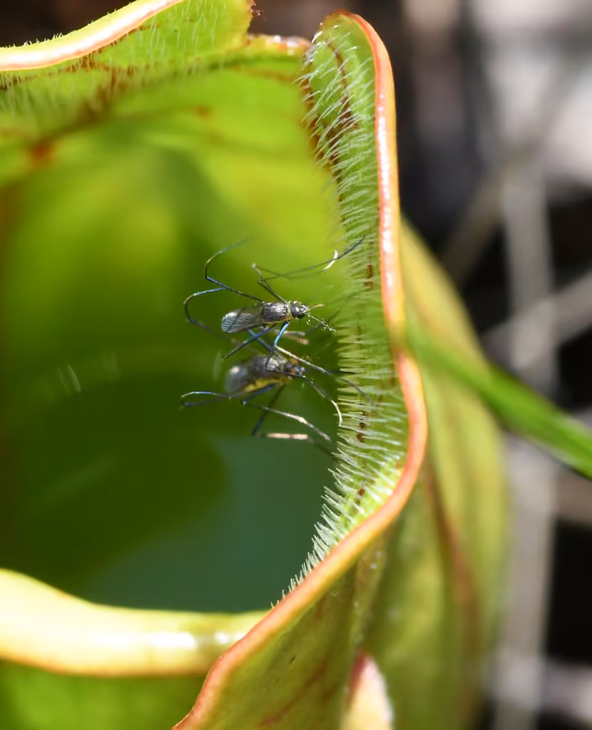 Moustique de la sarracénie, Femelle adulte