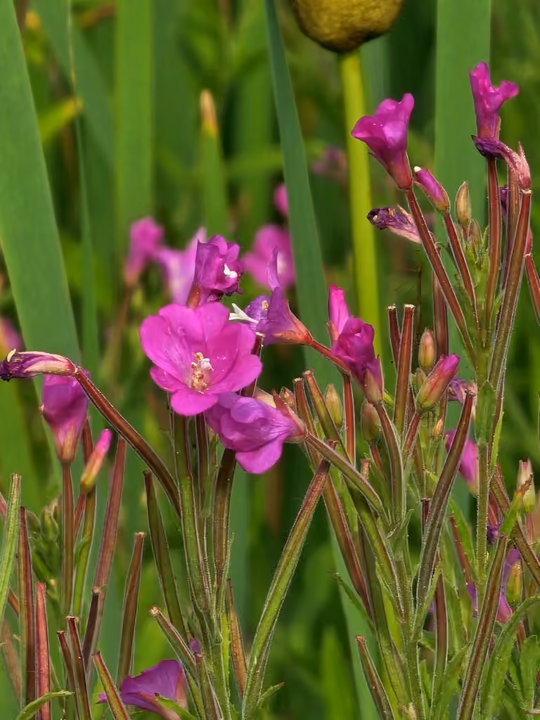 Codlins and cream, In flower