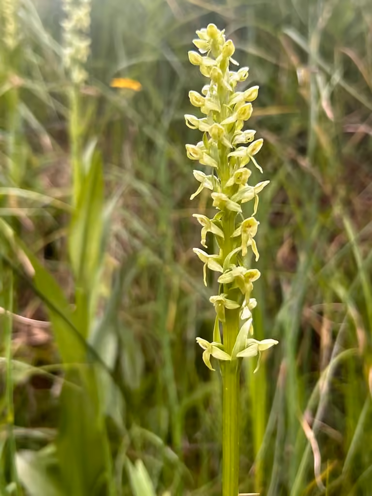 Huron green orchid, photo 1 of 5