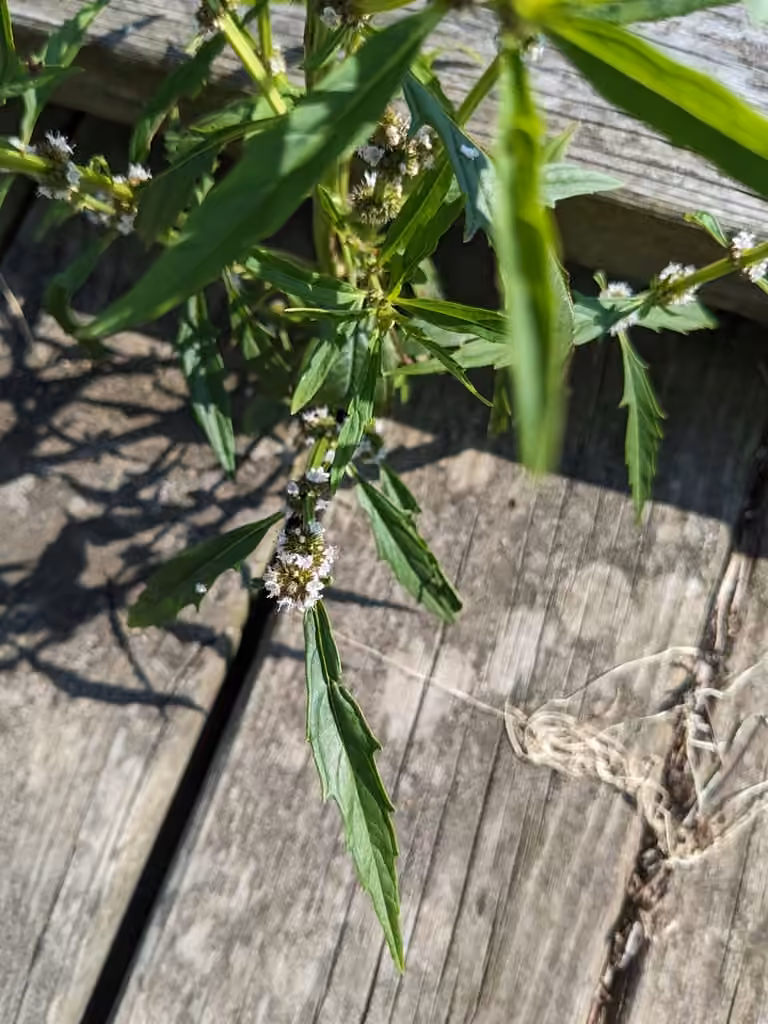 Rough water-horehound, Flower buds