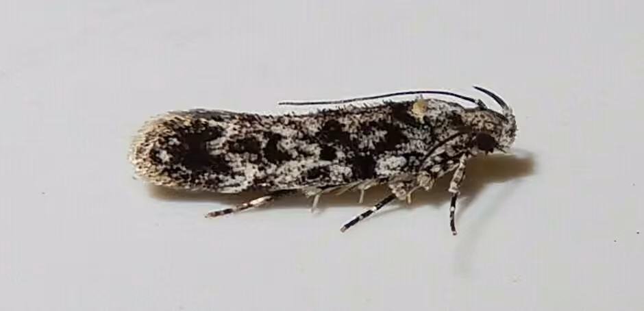 Two-spotted Chionodes Moth, photo 3 of 5