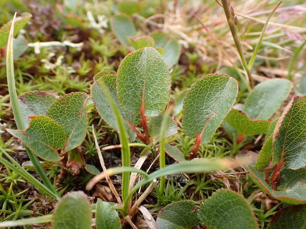 Saule herbacé, En fruits