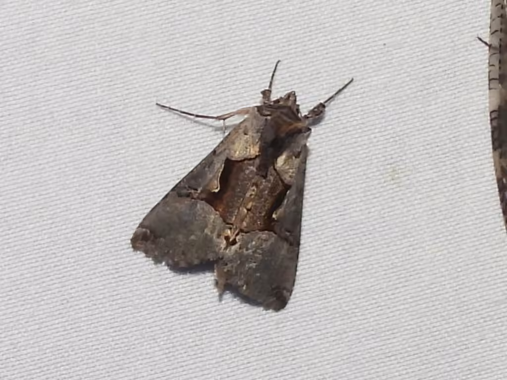 Large Looper Moth, Adulte