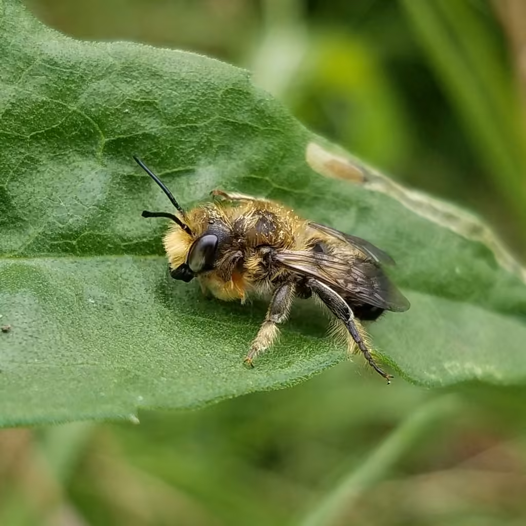 Mégachile froide, Mâle