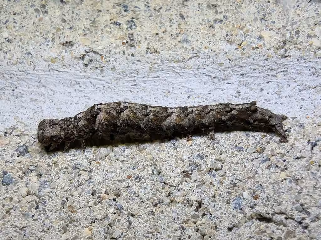 Pine False Looper Moth, photo 2 of 5
