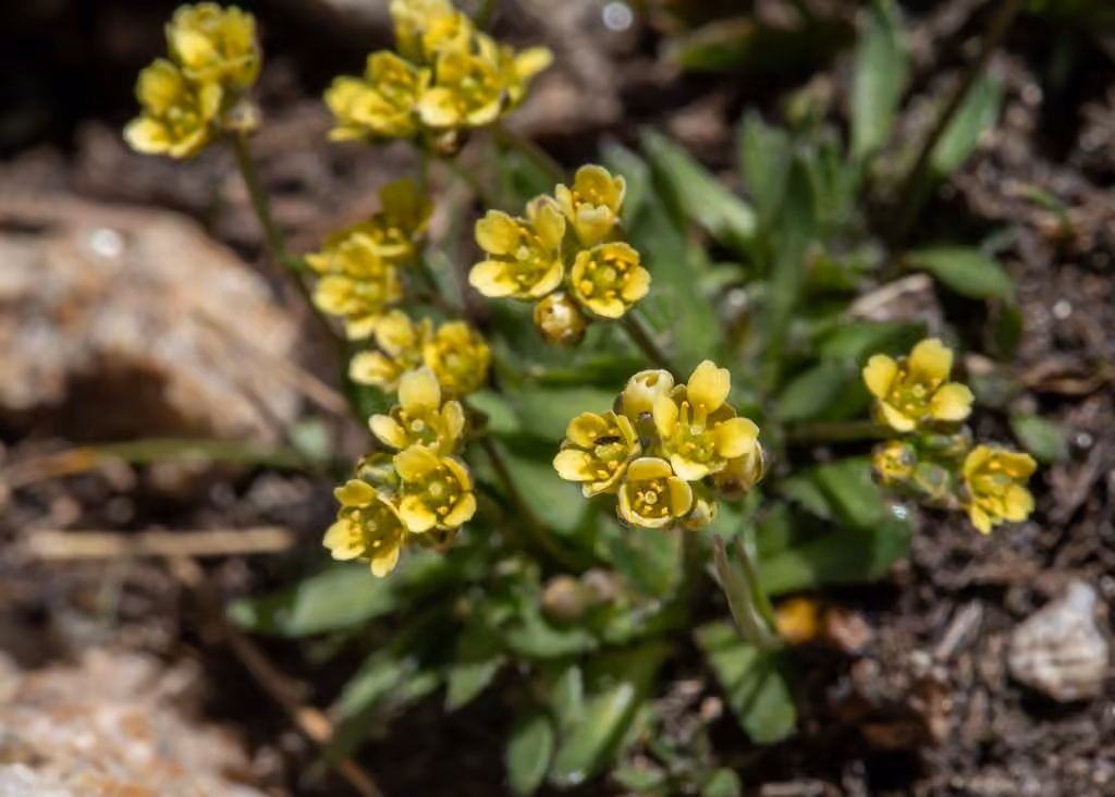 Rocky Mountain draba, photo 1 of 5