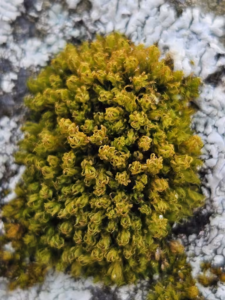 Frizzled Pincushion, photo 1 of 5