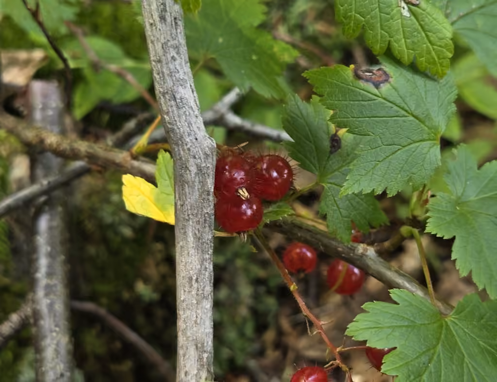 Gadellier glanduleux, En fruits