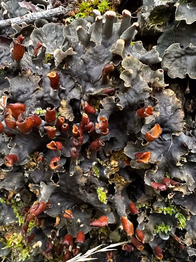 Dog Lichen, photo 3 of 5