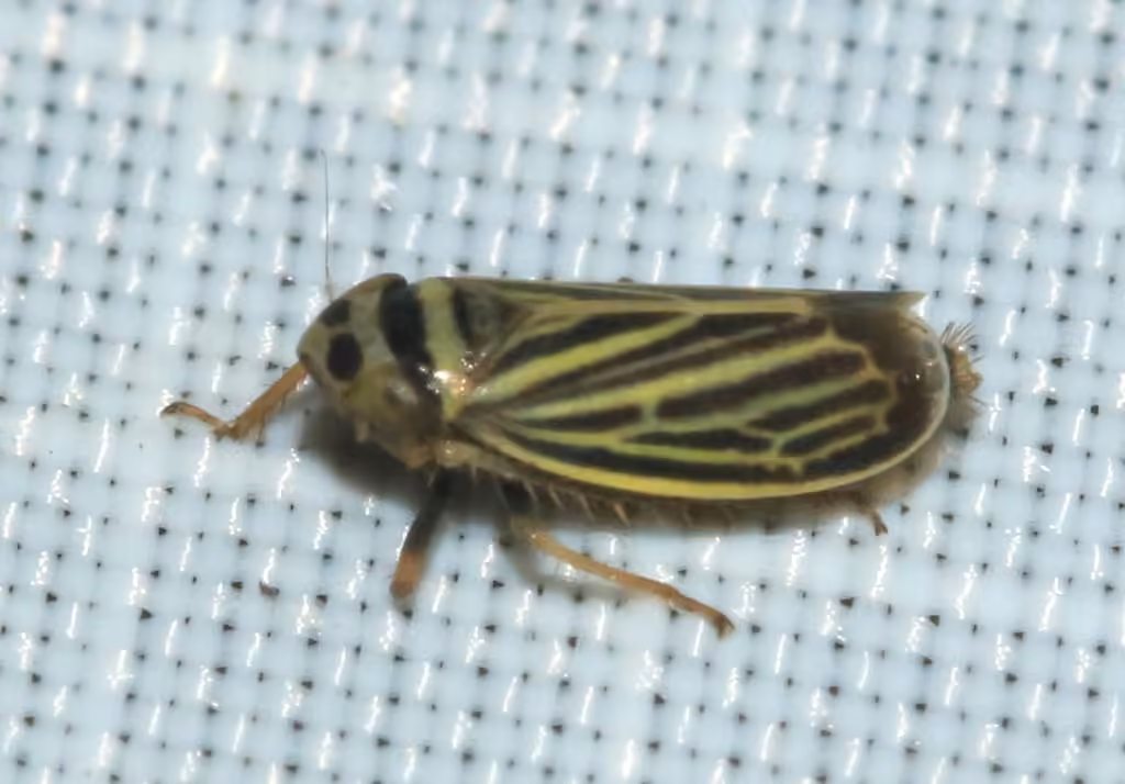 Cicadelle rayée des pelouses, Adult
