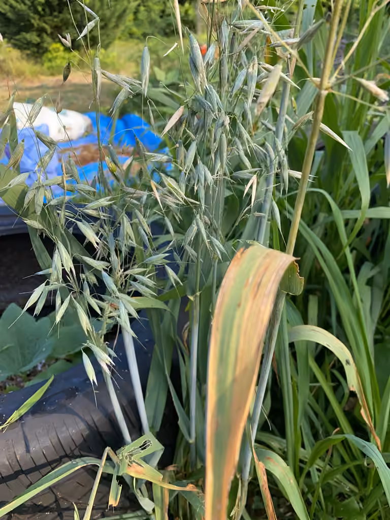 Avoine cultivée, En fleurs