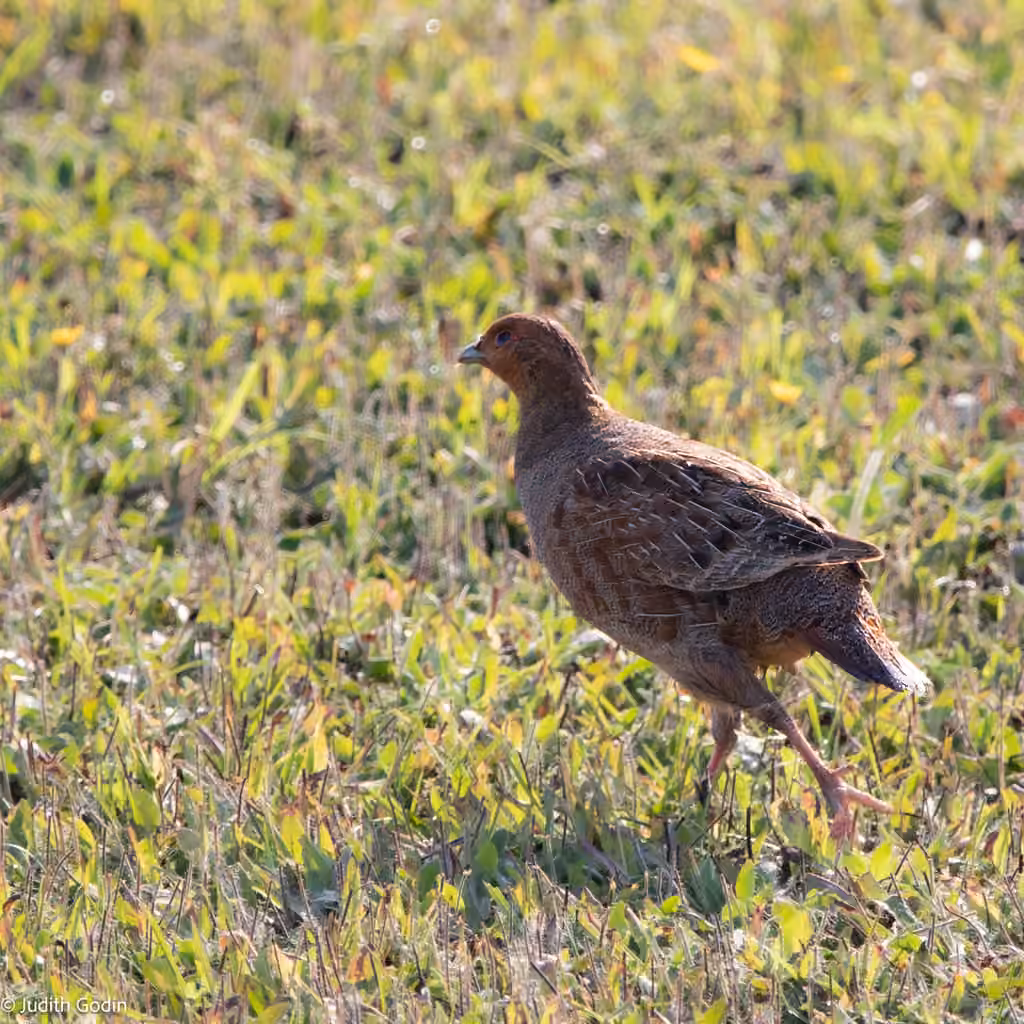 Grey Partridge, Female
