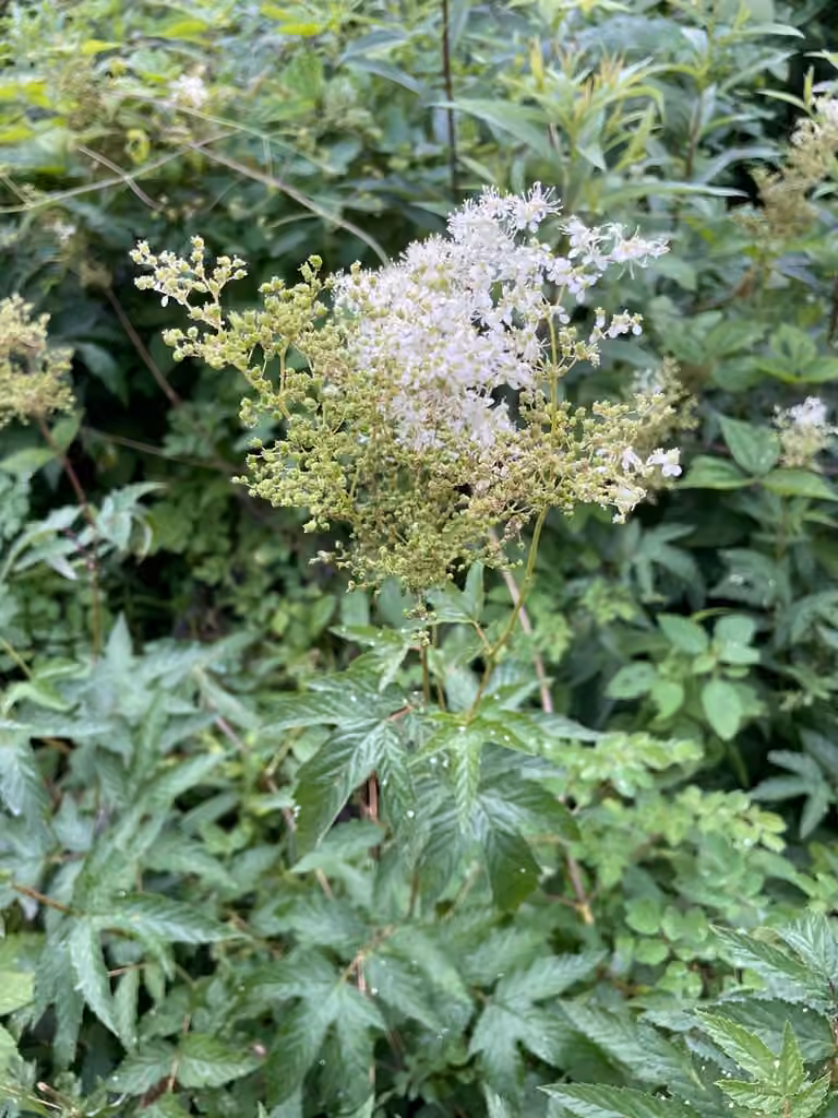 Queen of the meadow, In fruit