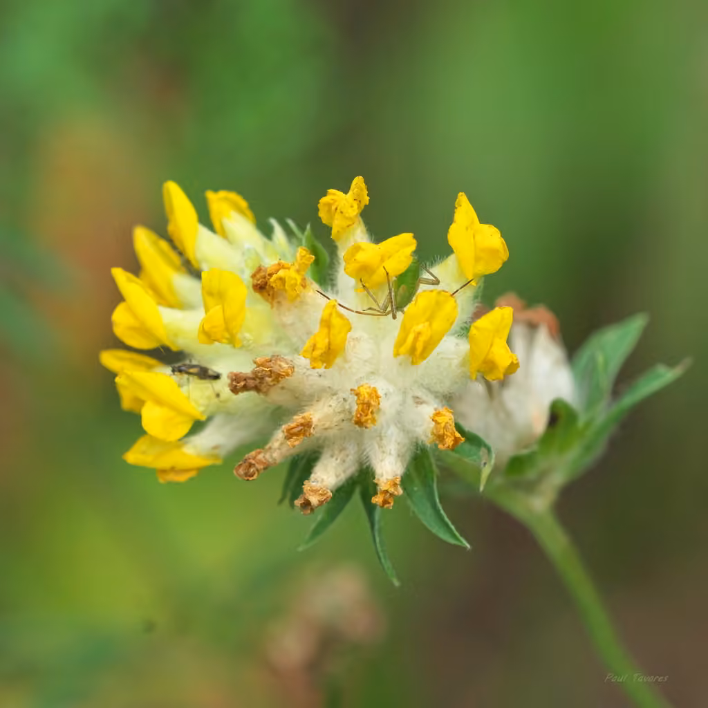 Common kidneyvetch, In flower