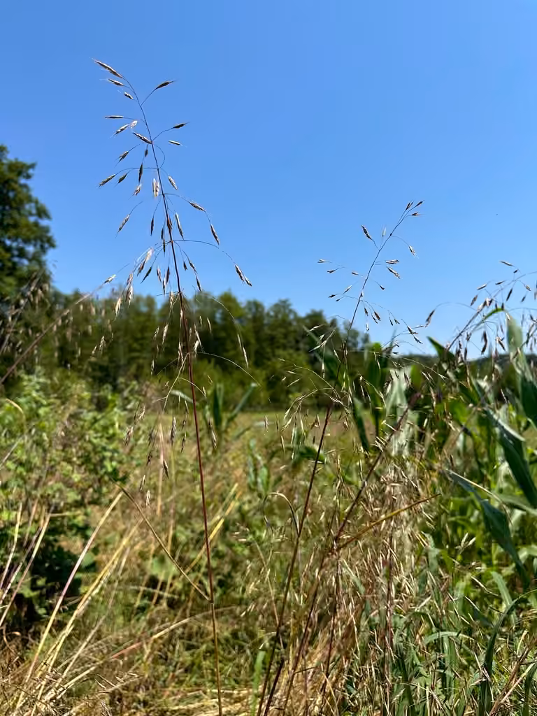 Field brome, photo 3 of 5