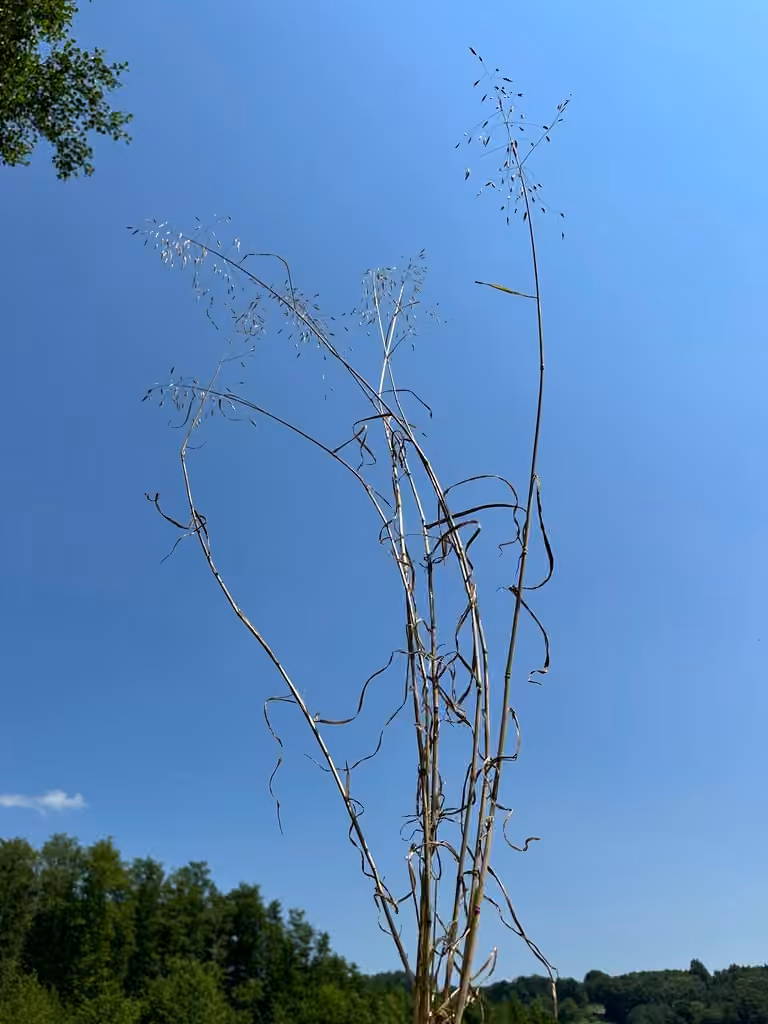 Field brome, photo 2 of 5