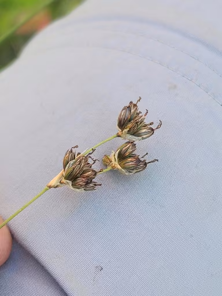 Long-style rush, In fruit