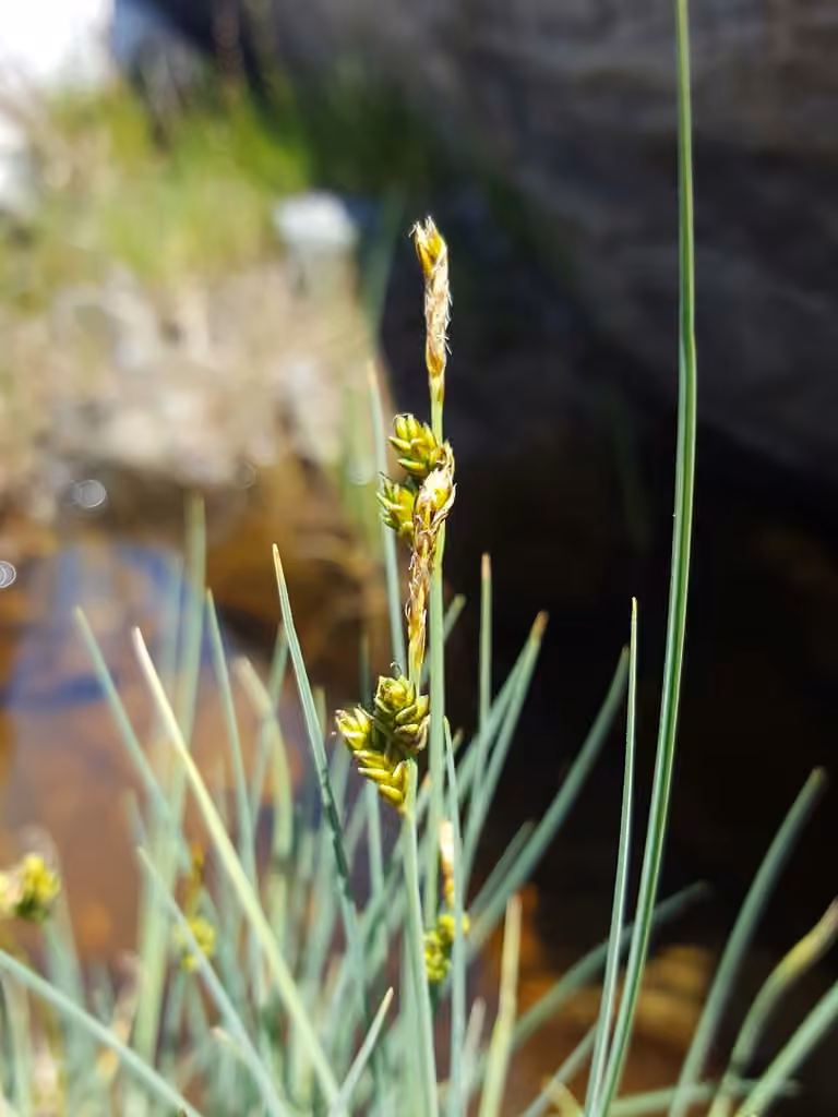 Mackenzie's sedge, photo 3 of 5