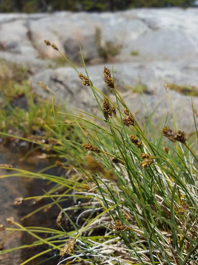 Carex des graviers, photo 3 sur 5
