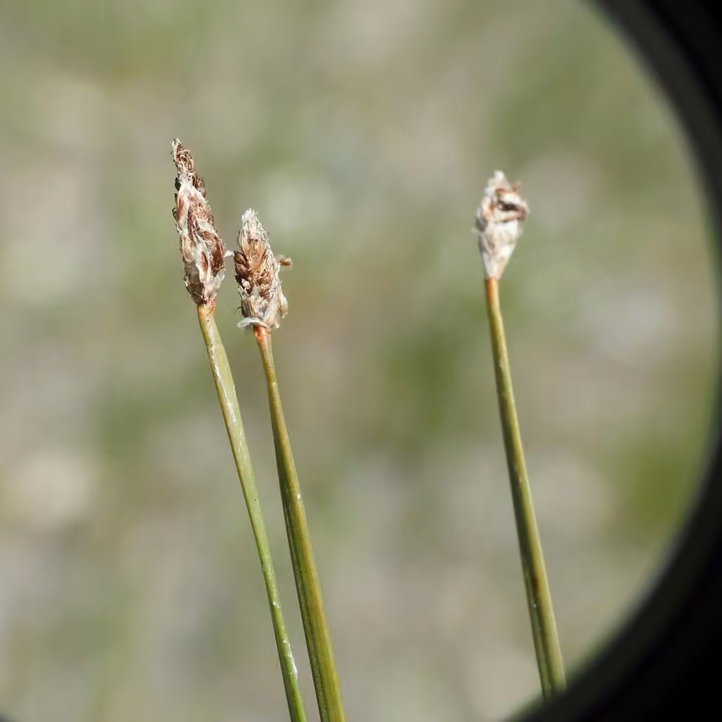 Flat-stem spike-rush, In fruit