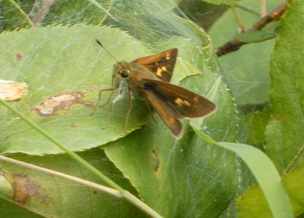 Crossline Skipper, Female