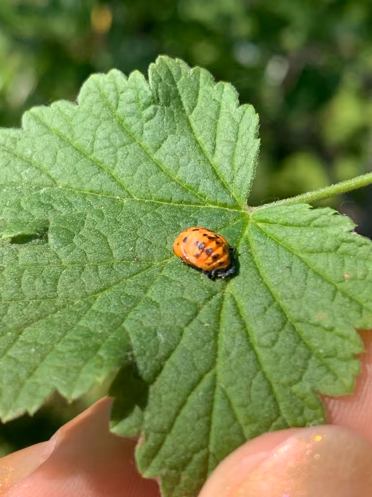Coccinelle à sept points, Pupe