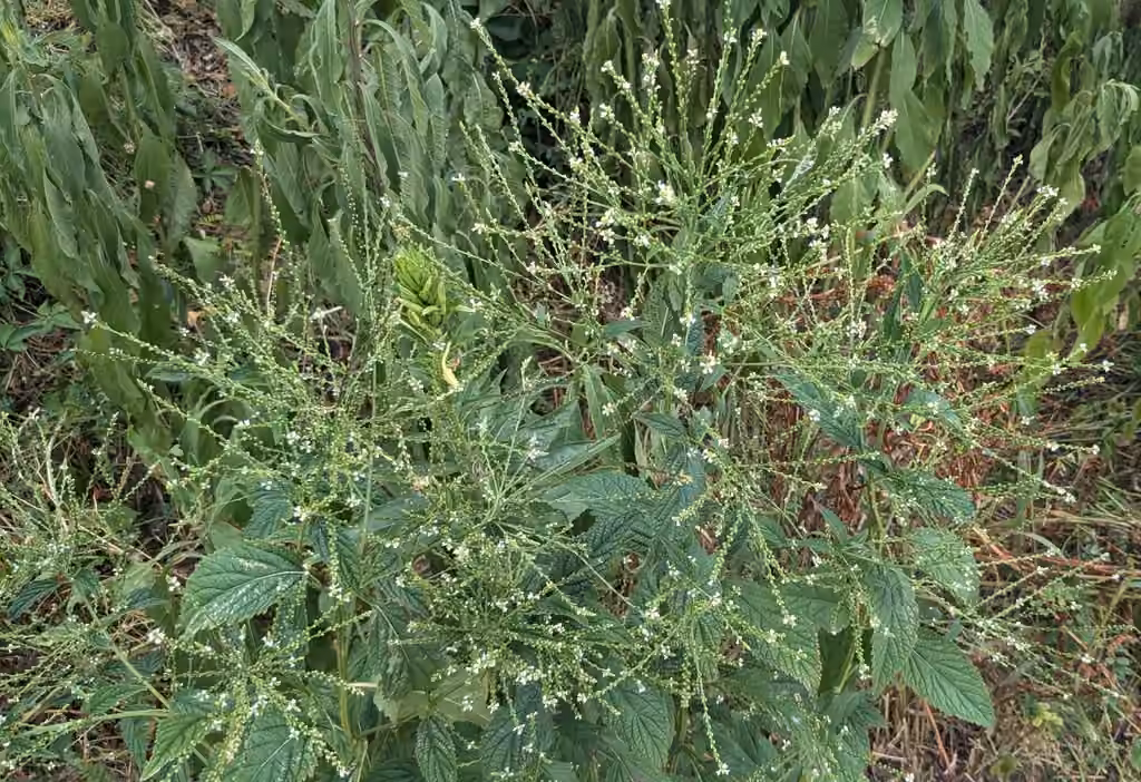 Verveine à feuilles d'ortie, En fleurs