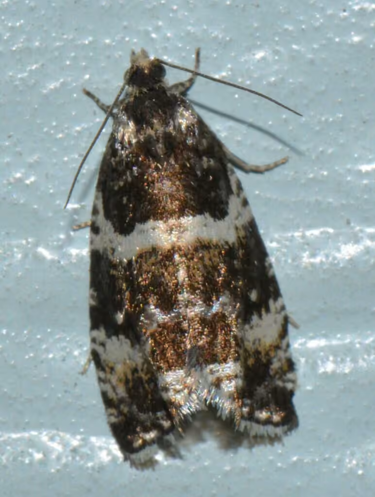 Phiaris glaciana, Adult