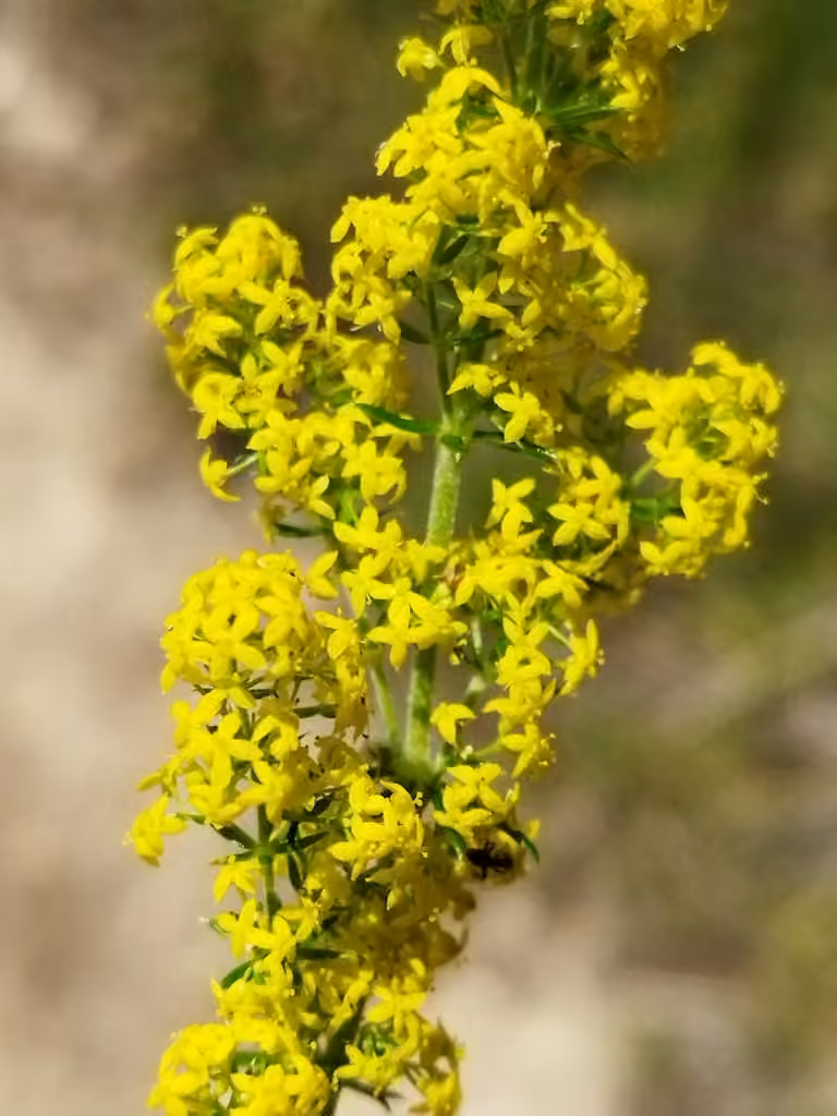 Yellow Spring bedstraw, In flower