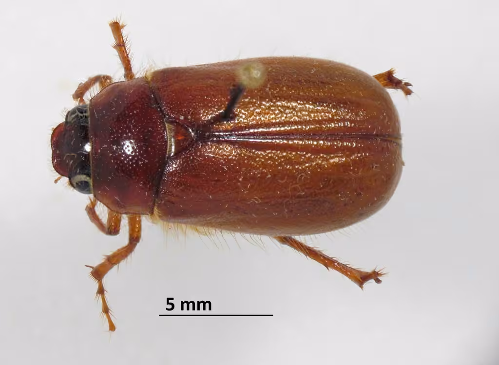 Lesser June Beetle, Adult