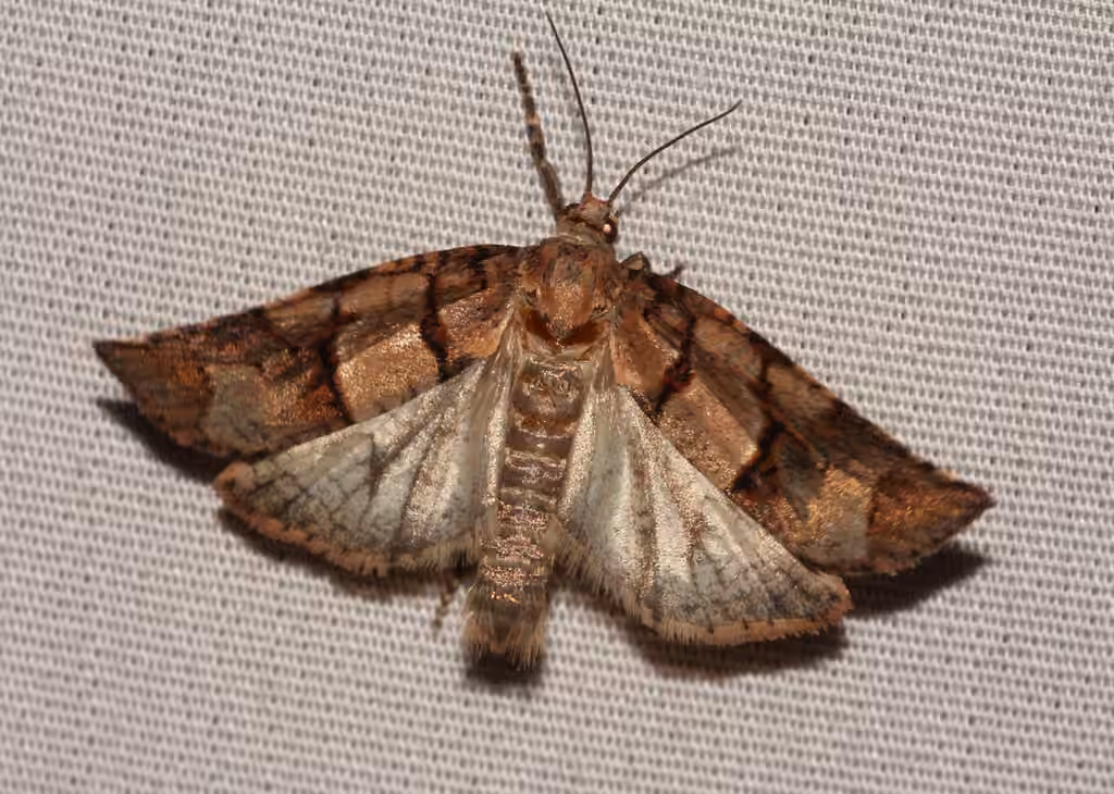 Alberta leafroller, Adulte