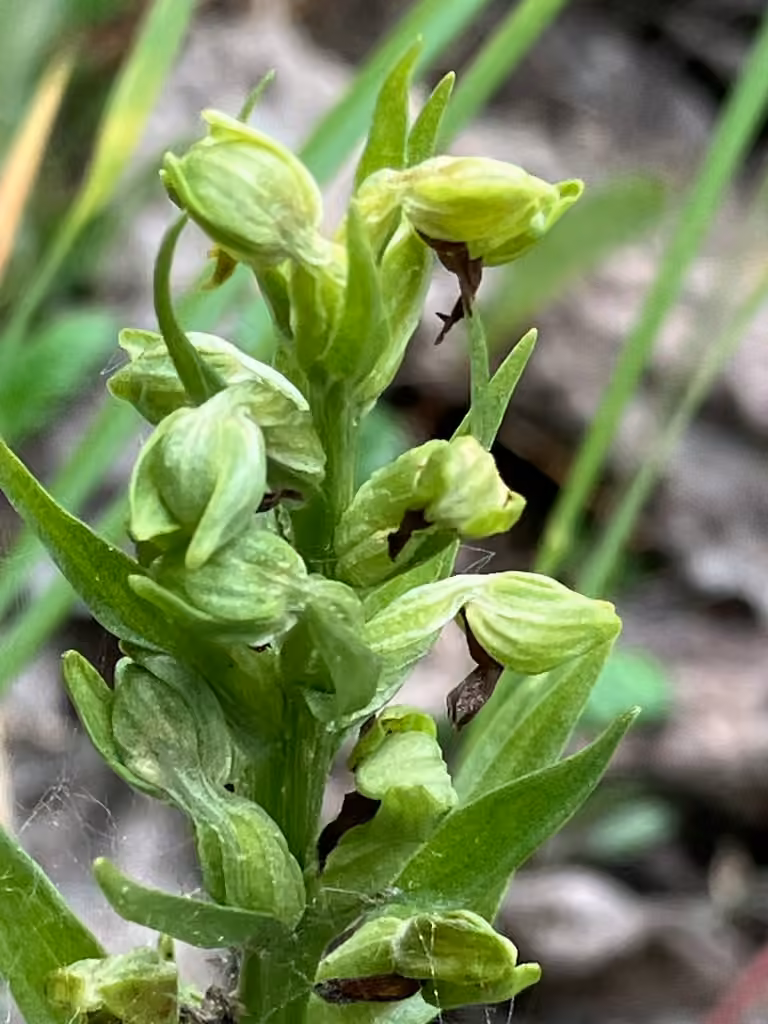 Longbract frog orchid, In fruit