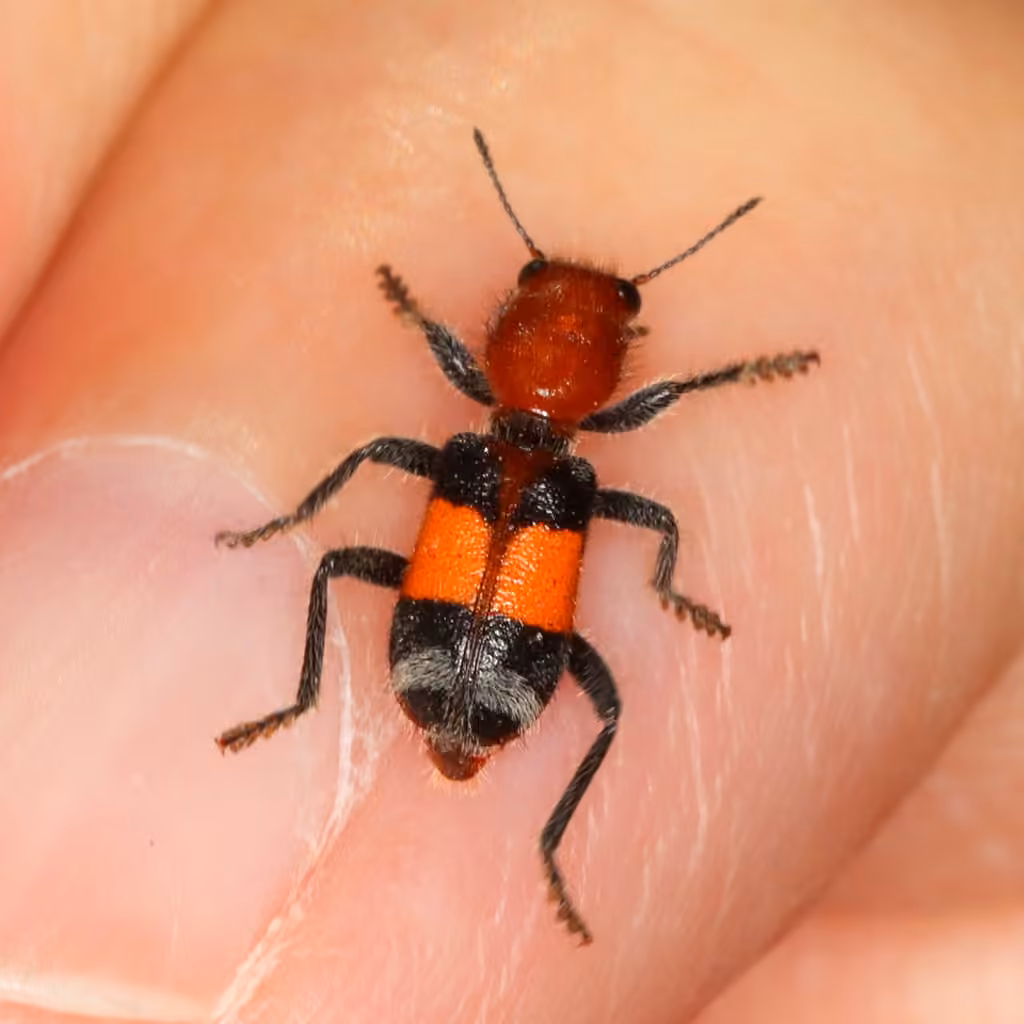 Muttkowski's checkered beetle, Adult