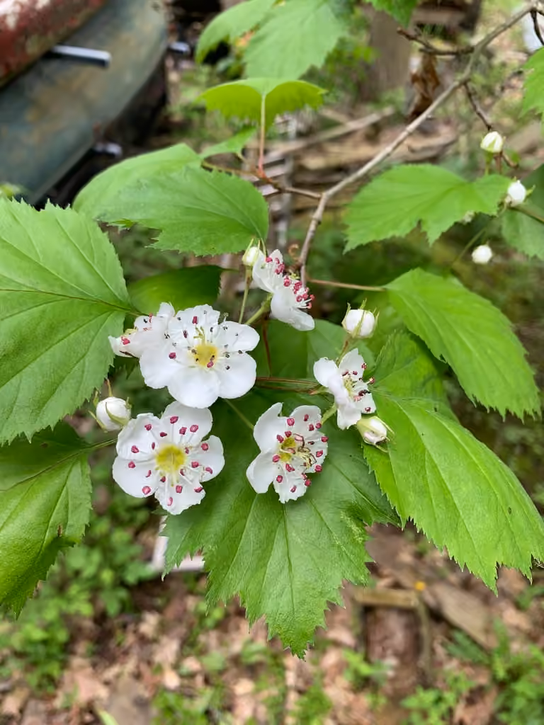 Kansas hawthorn, In flower