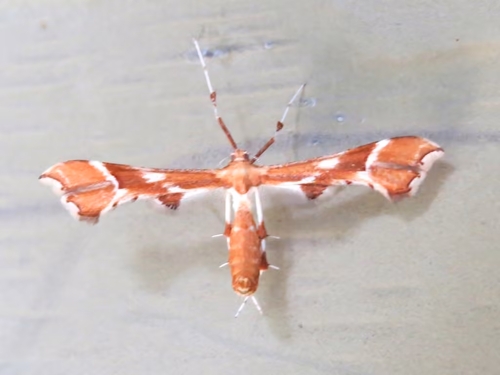 Rose Plume Moth, photo 3 sur 5