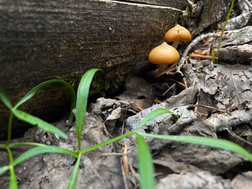 Pholiote lignicole, photo 2 sur 5