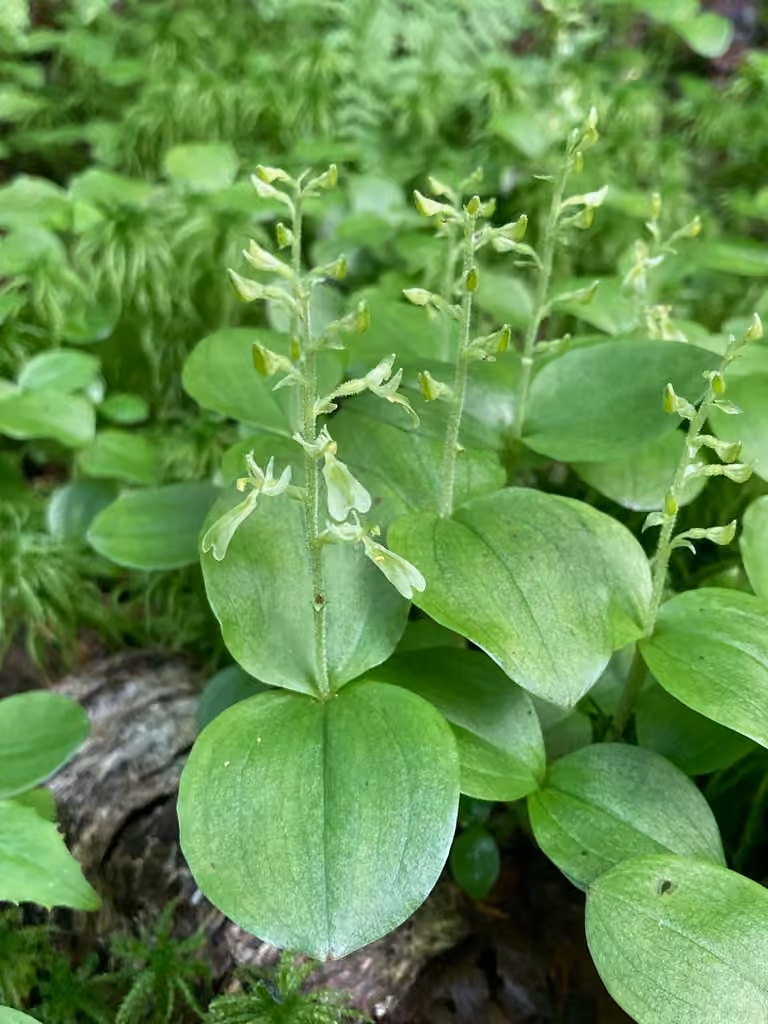 Listère faux-muguet, En fleurs