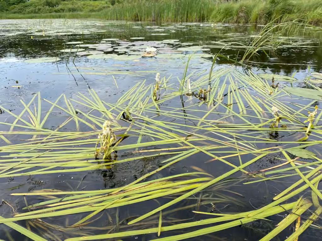 Rubanier flottant, En fruits