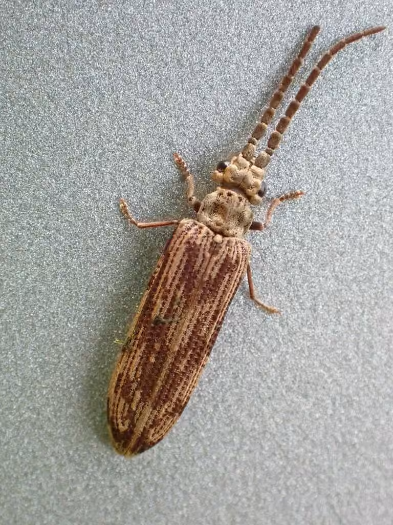 Eastern Ashen Reticulated Beetle, Adult