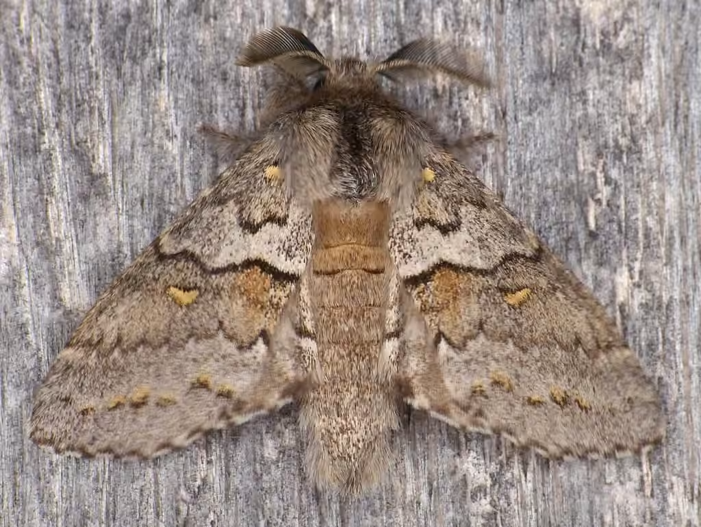 Four-spotted Gluphisia Moth