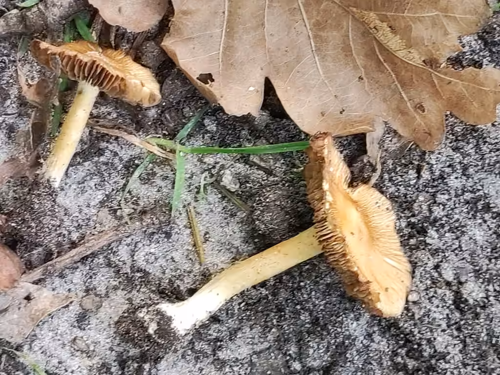 Inocybe à odeur de miel, photo 2 sur 5
