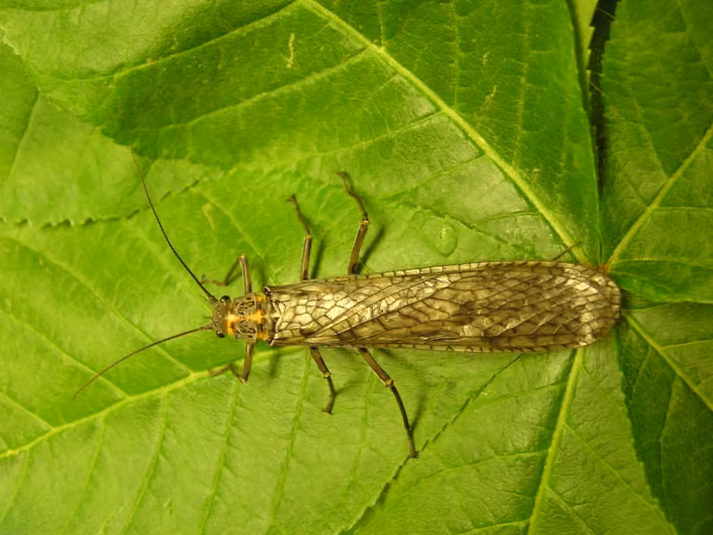 American Salmonfly, photo 3 of 5
