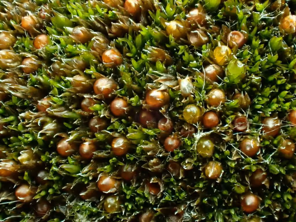 Grimmia dry rock moss, photo 3 of 5