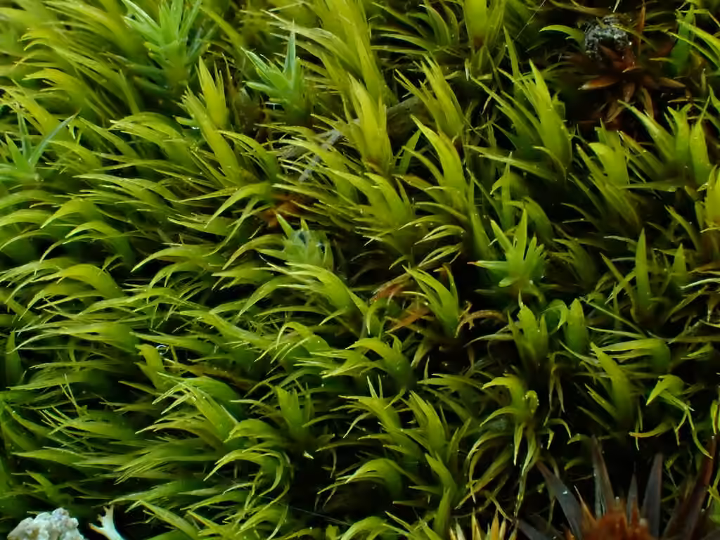 Acuteleaf dicranum moss, photo 1 of 5